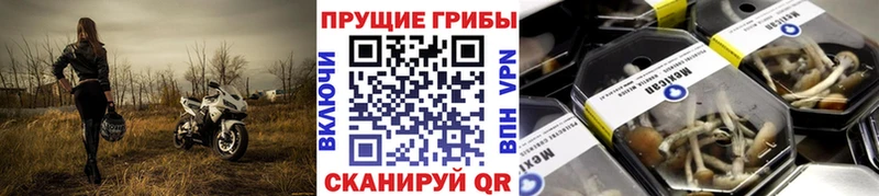 сколько стоит  МЕГА ССЫЛКА  Галлюциногенные грибы GOLDEN TEACHER  Бирюч 